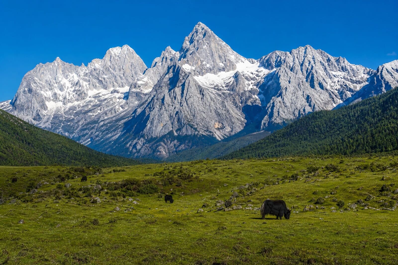 Jade Dragon Snow Mountain above an alpine meadow, Yunnan